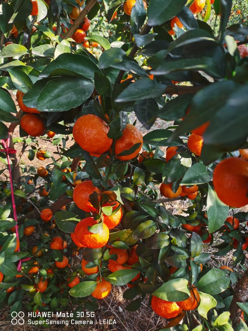 桂林灵川专业代办沙糖桔.沃柑，默科特，马水桔