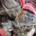 何首乌精品何首乌粒何首乌片无硫无熏蒸