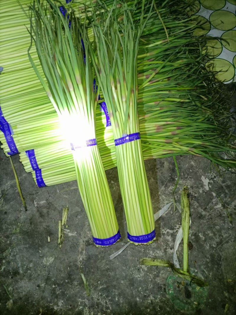 上市了，河南通许红帽蒜苔大量供应，产地直发，支持视频看货