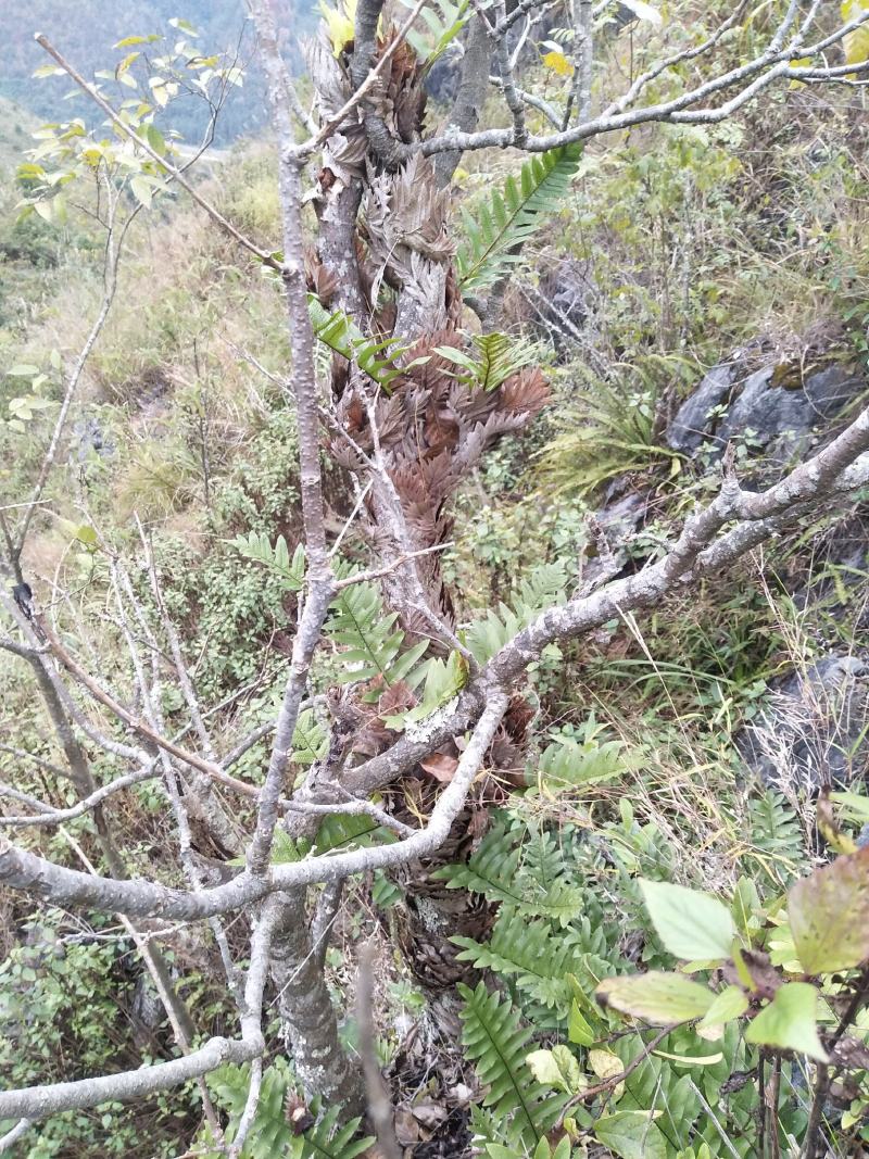 骨碎补中药材贵州望谟供