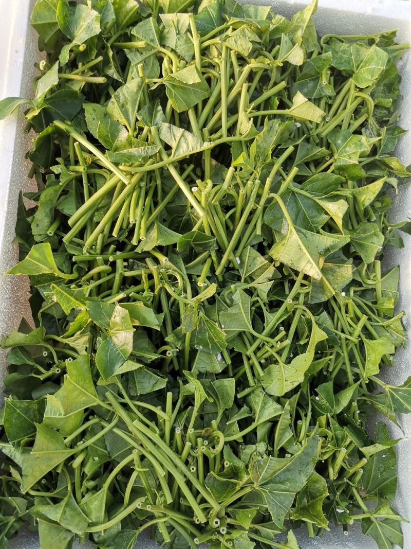 云南芒市轩岗百香果苗