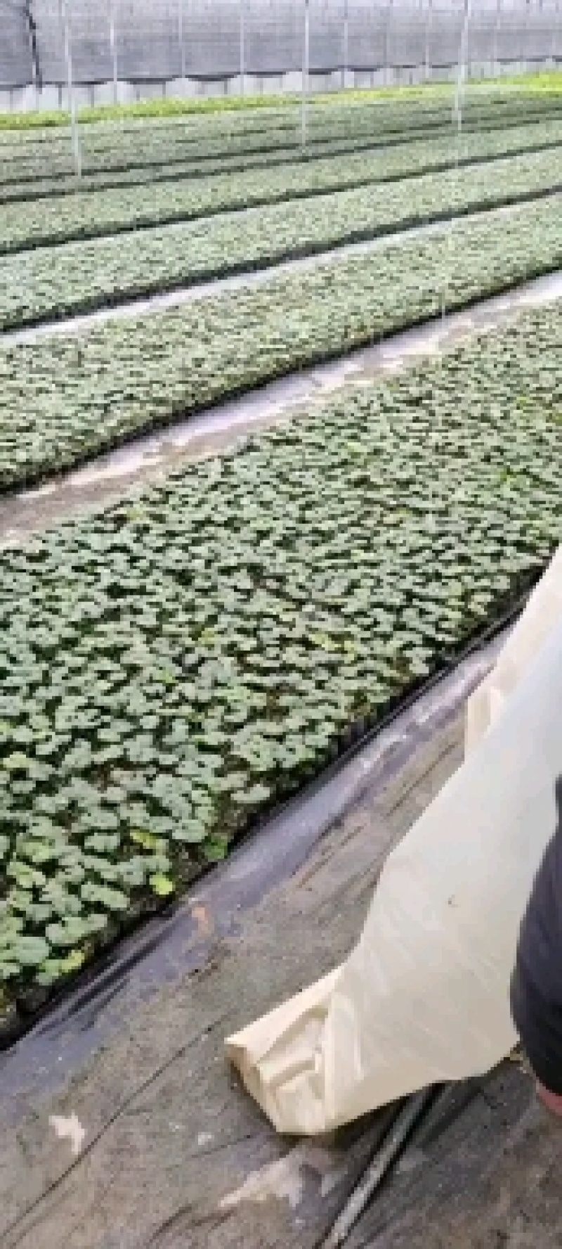 产地一手货源高山罗汉果批发各种规格齐全质量保证