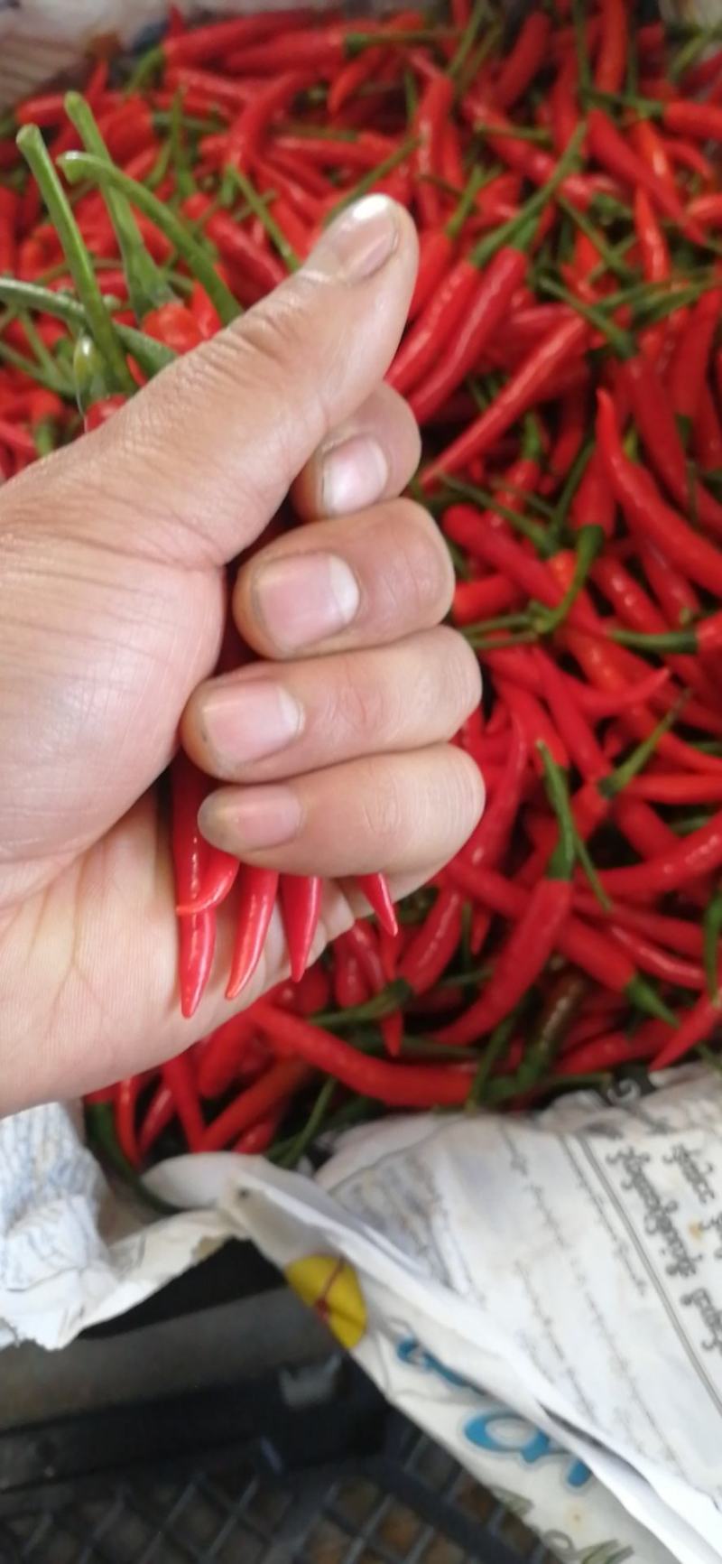 缅甸朝天椒，精品货，价格不一样