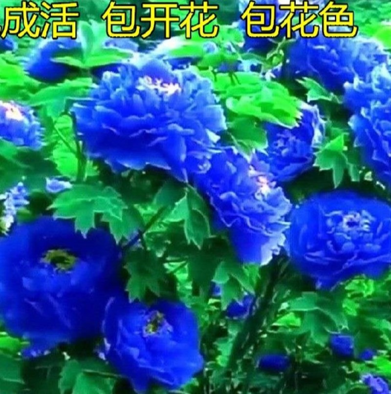 牡丹观赏牡丹正宗菏泽牡丹区牡丹品种放心购买