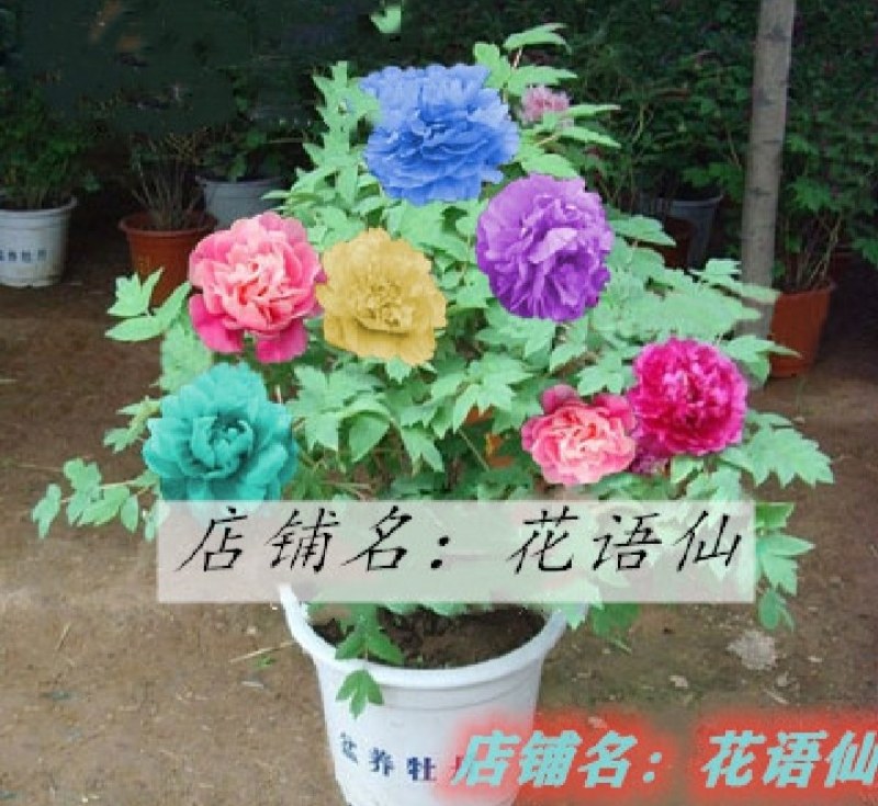 牡丹观赏牡丹正宗菏泽牡丹区牡丹品种放心购买