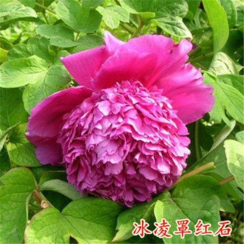 牡丹观赏牡丹正宗菏泽牡丹区牡丹品种放心购买