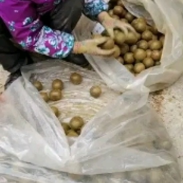 产地一手货源高山罗汉果批发各种规格齐全质量保证