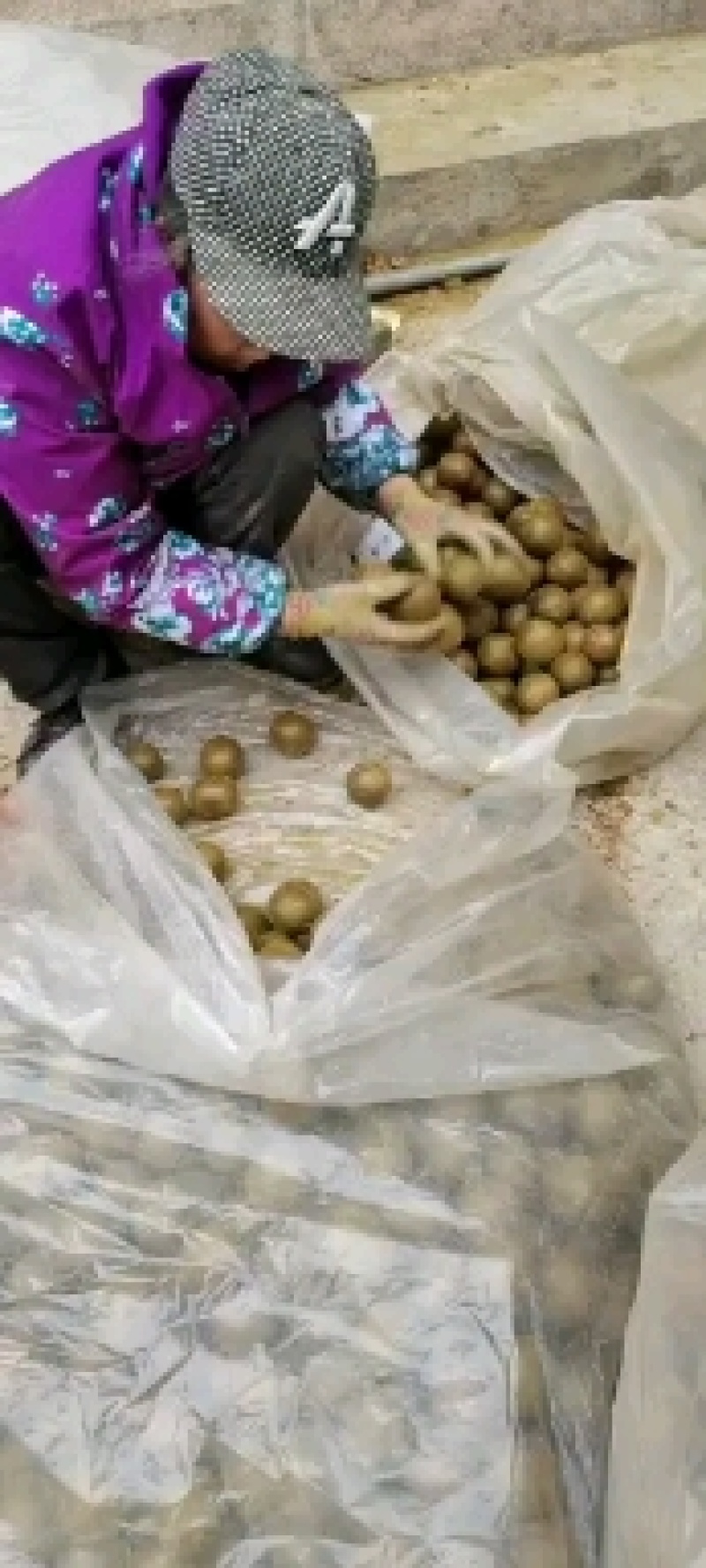 产地一手货源高山罗汉果批发各种规格齐全质量保证