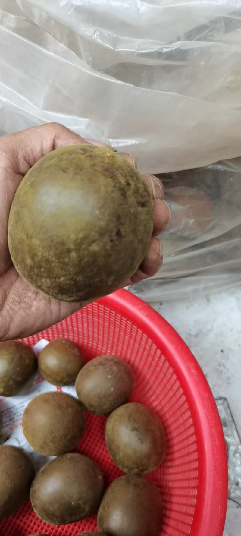 产地一手货源高山罗汉果批发各种规格齐全质量保证