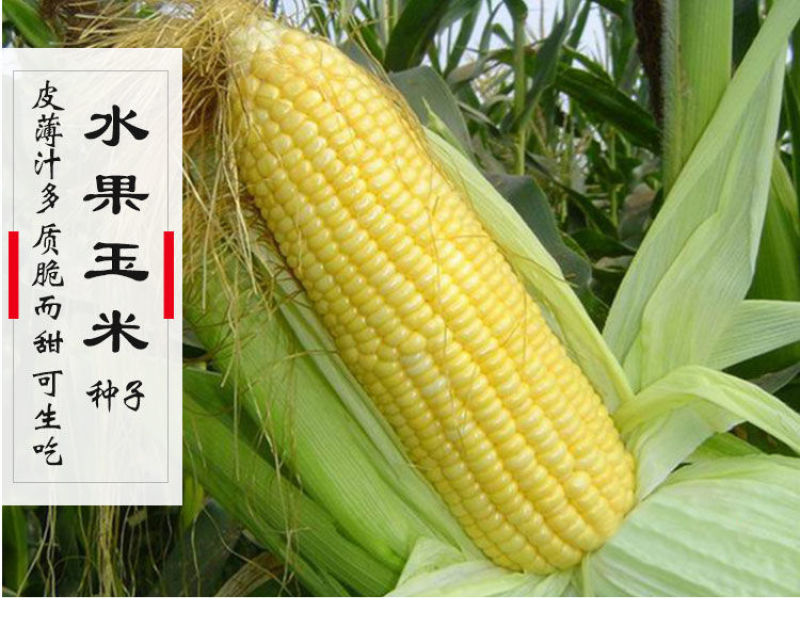 水果玉米新鲜整箱现摘甜玉米糯玉米棒生吃甜脆黄甜爆浆包邮。