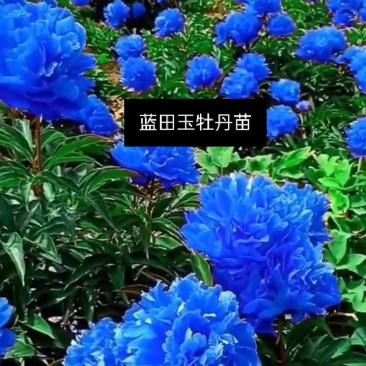 牡丹观赏牡丹正宗菏泽牡丹区牡丹品种放心购买