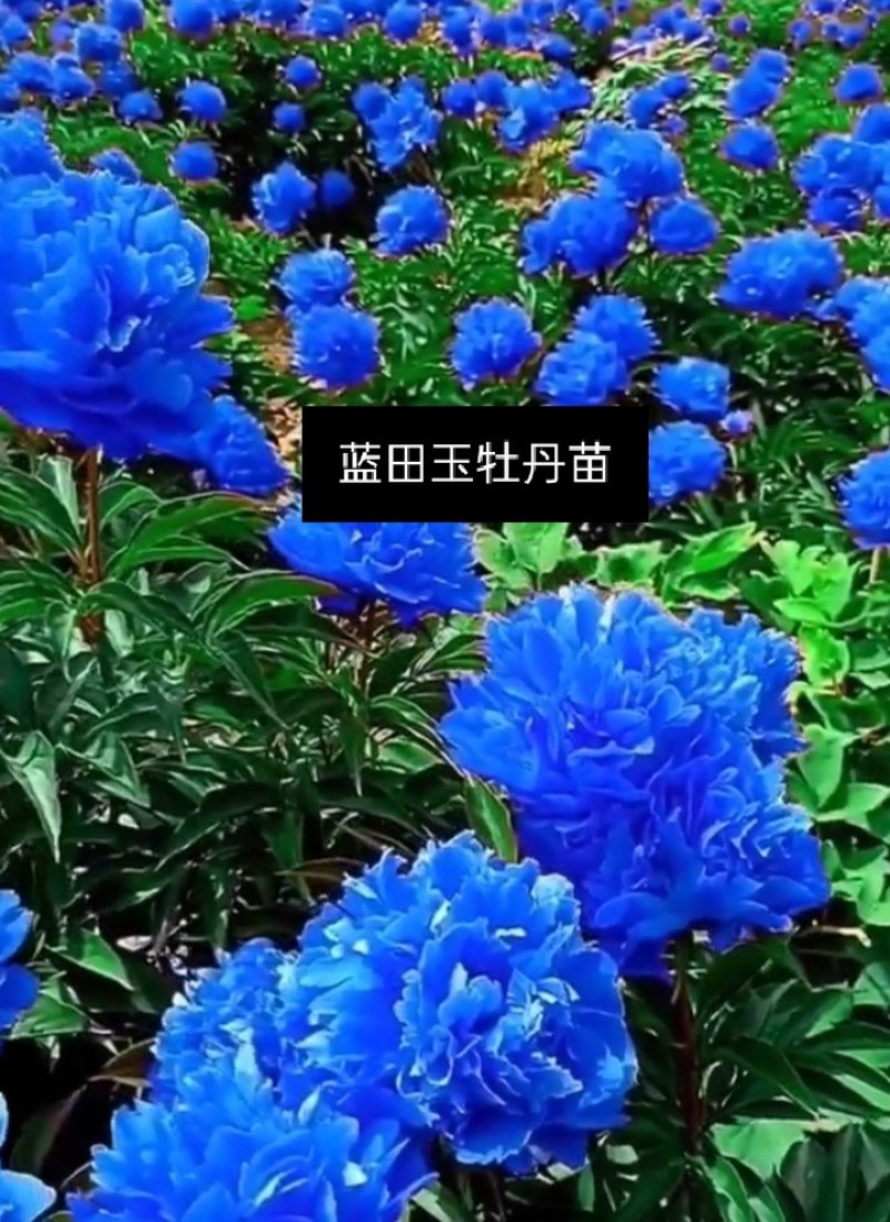 牡丹观赏牡丹正宗菏泽牡丹区牡丹品种放心购买