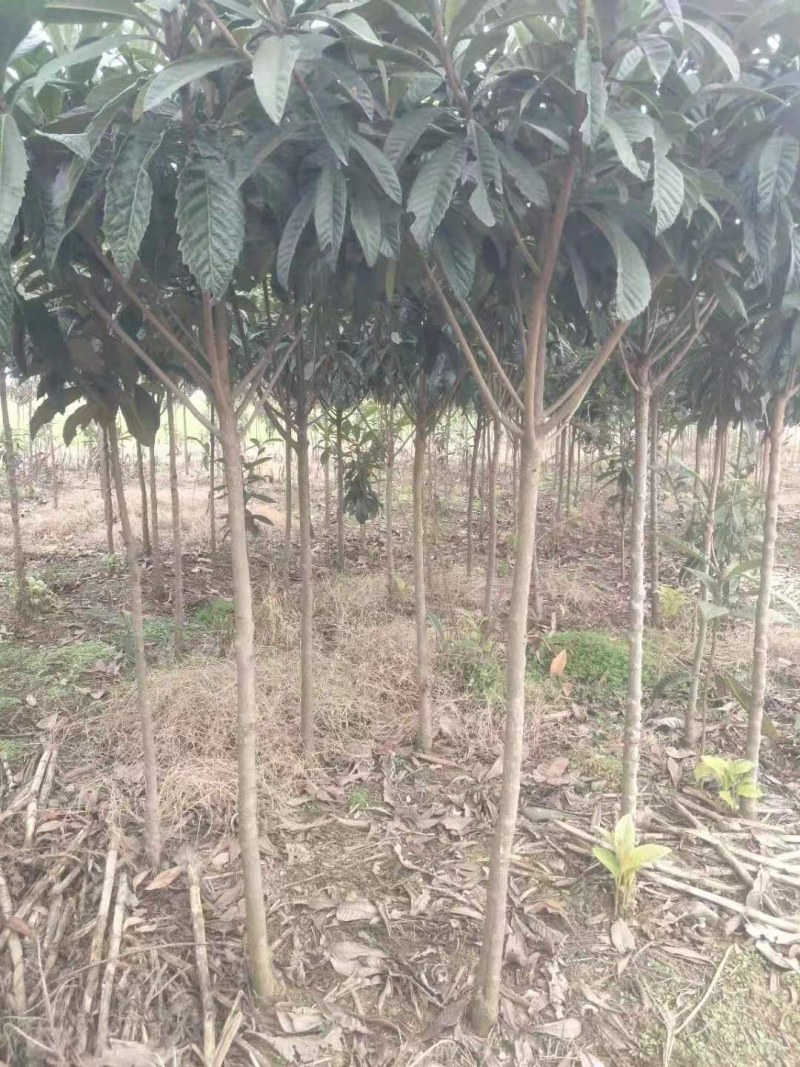 三至十公分枇杷树大量销售中