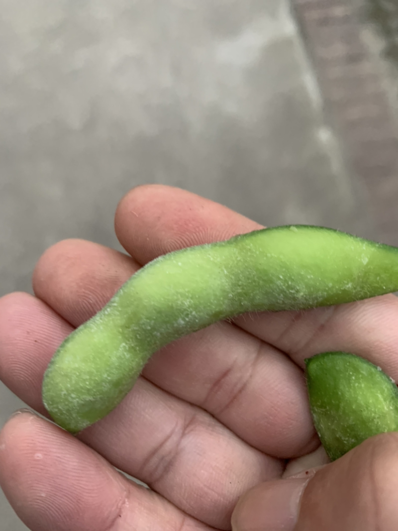 速冻毛豆夹75-3翠绿宝