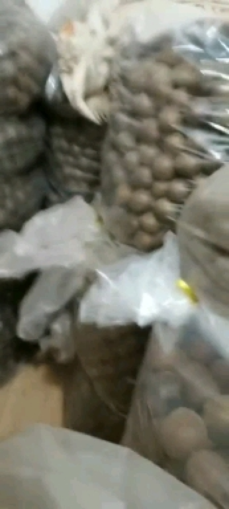 罗汉果鲜果展示一首货源产地直发质量保证同行可批