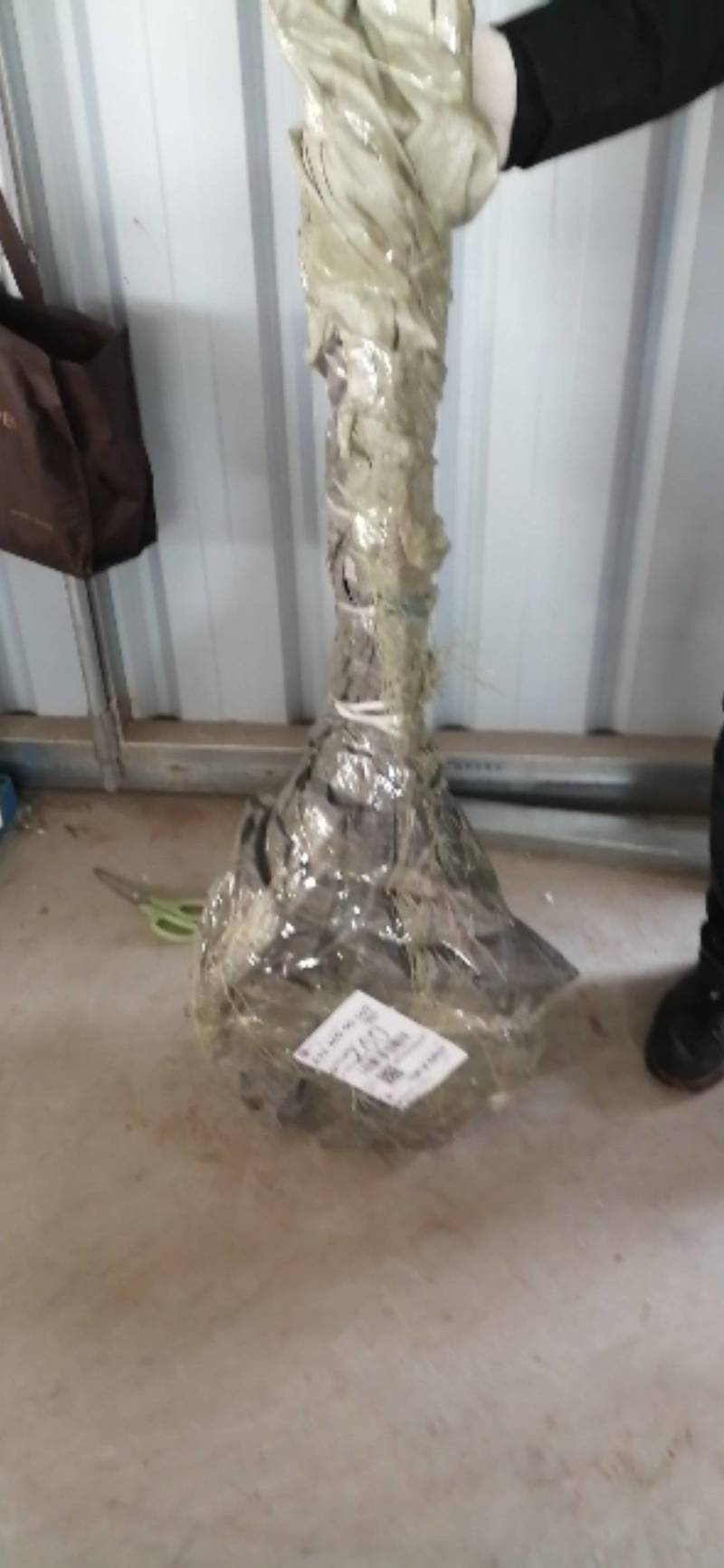 苗圃出售恐龙蛋李子苗，西梅李子苗，清脆李子苗，需要的下单