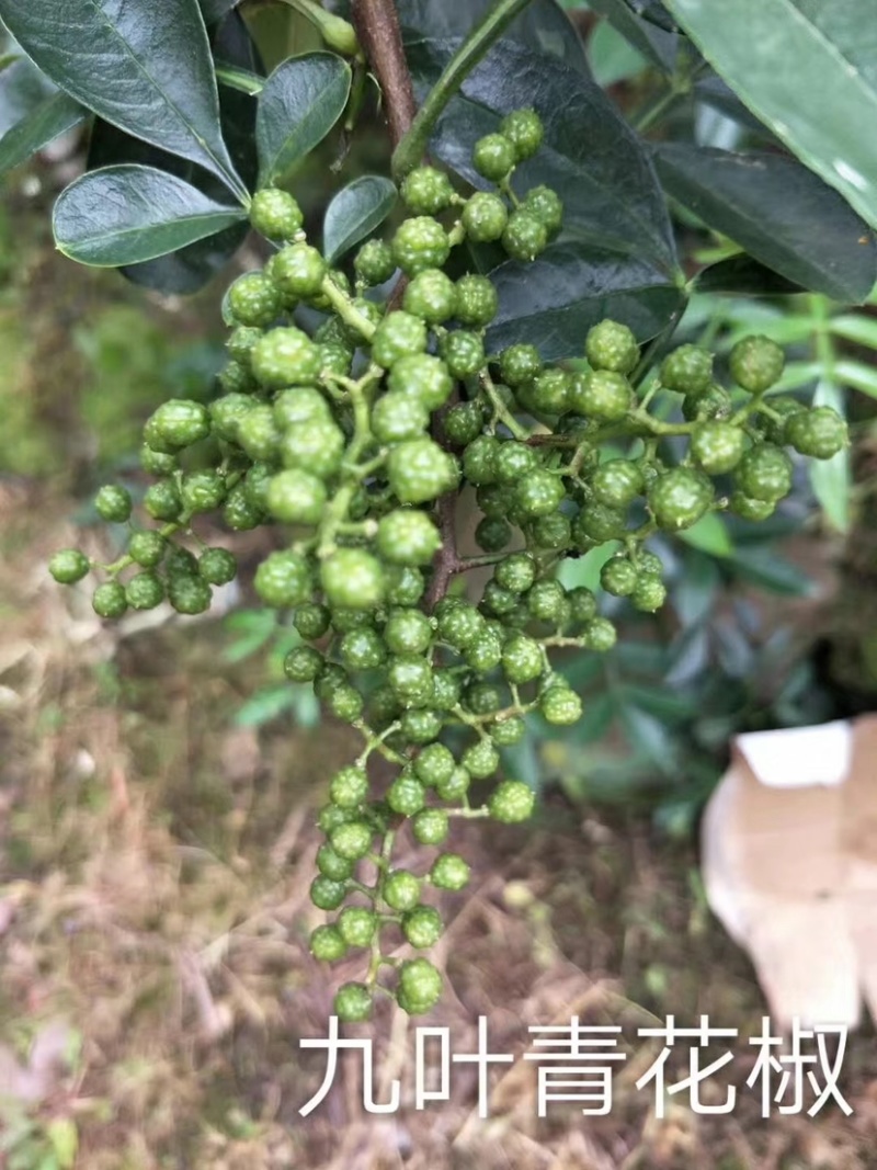 九叶青花椒苗抗病虫强寿命长，产量高。
