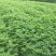 九叶青花椒苗抗病虫强寿命长，产量高。