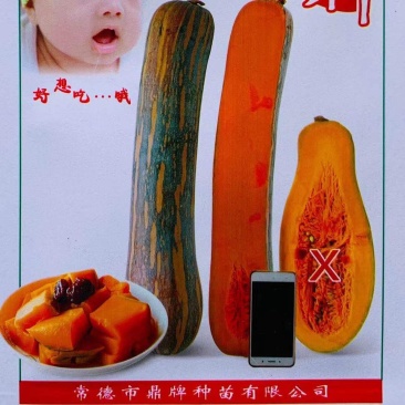 没有“大肚子”的蜜本南瓜，鼎牌健美蜜本南瓜种子面甜更纯正