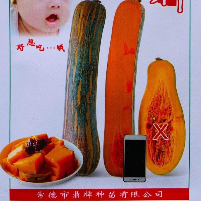 没有“大肚子”的蜜本南瓜，鼎牌健美蜜本南瓜种子面甜更纯正