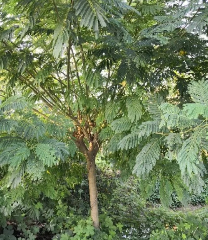 凤凰树稀少名贵凤凰木树成活率高凤凰木庭院栽上几棵、