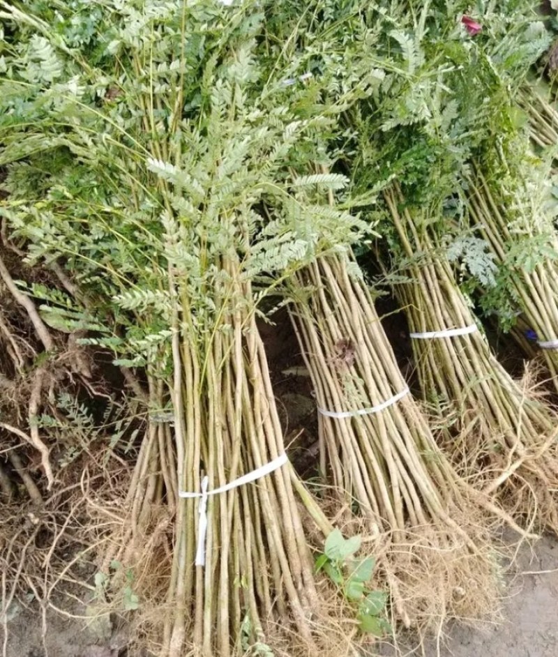凤凰树稀少名贵凤凰木树成活率高凤凰木庭院栽上几棵、