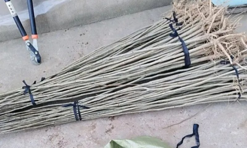 凤凰树稀少名贵凤凰木树成活率高凤凰木庭院栽上几棵、