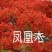 凤凰树稀少名贵凤凰木树成活率高凤凰木庭院栽上几棵、