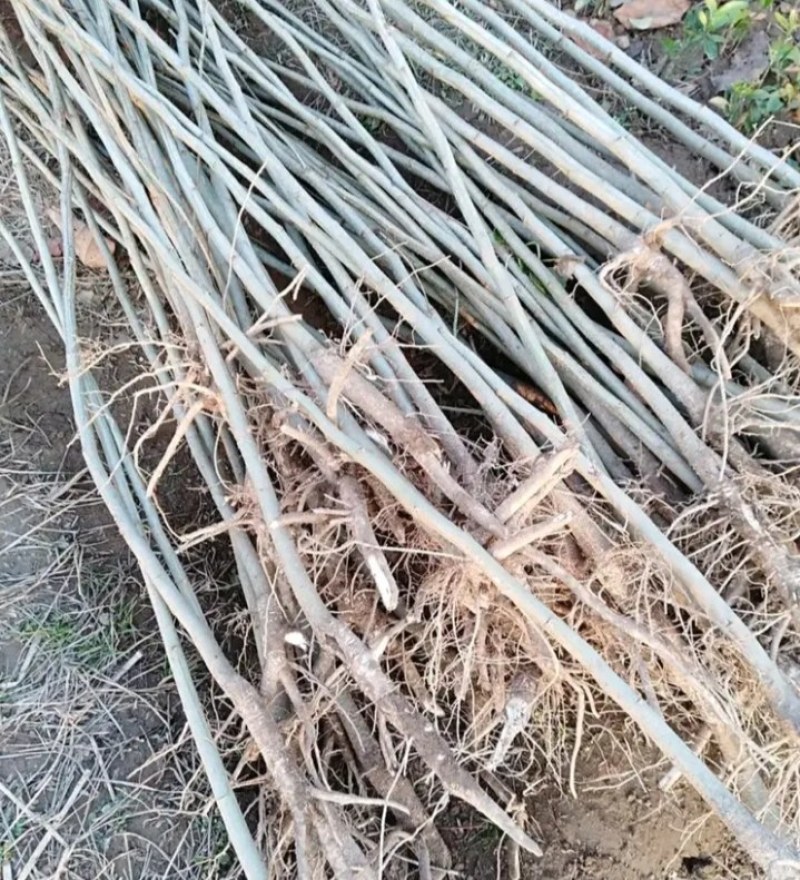 凤凰树稀少名贵凤凰木树成活率高凤凰木庭院栽上几棵、