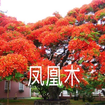 凤凰树稀少名贵凤凰木树成活率高凤凰木庭院栽上几棵、
