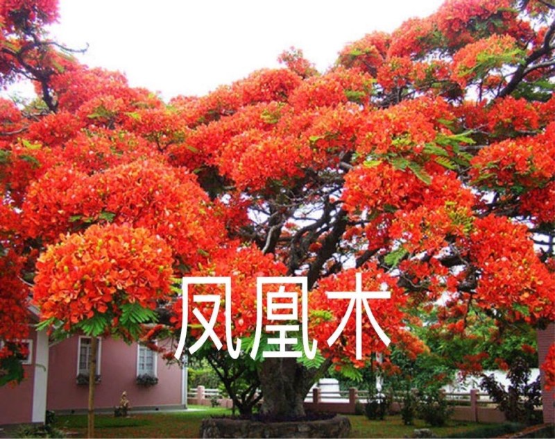凤凰树稀少名贵凤凰木树成活率高凤凰木庭院栽上几棵、