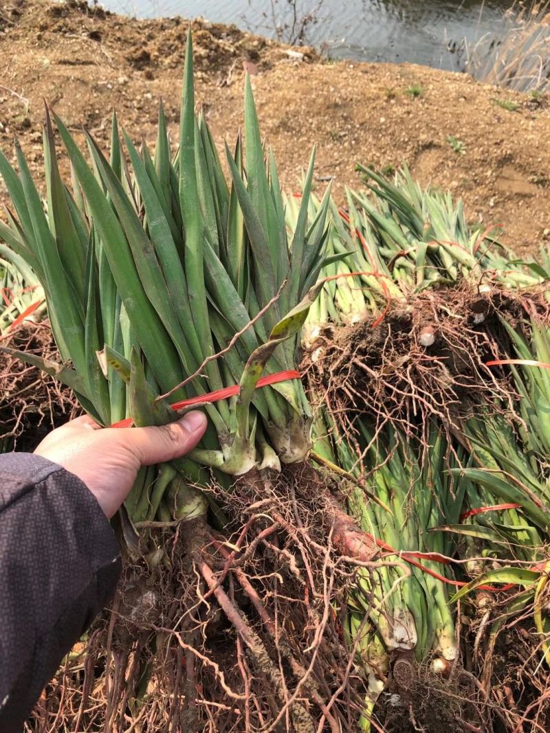 剑麻价格剑麻小苗基地批发价格，工程量量大优惠