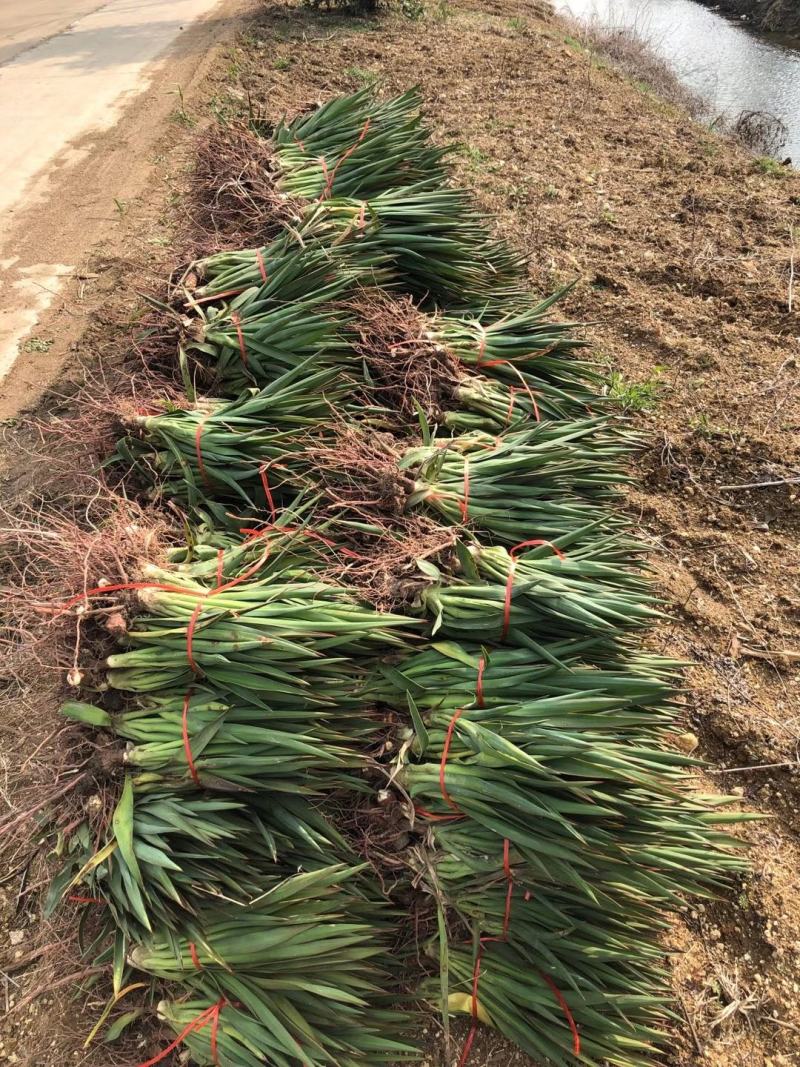剑麻价格剑麻小苗基地批发价格，工程量量大优惠