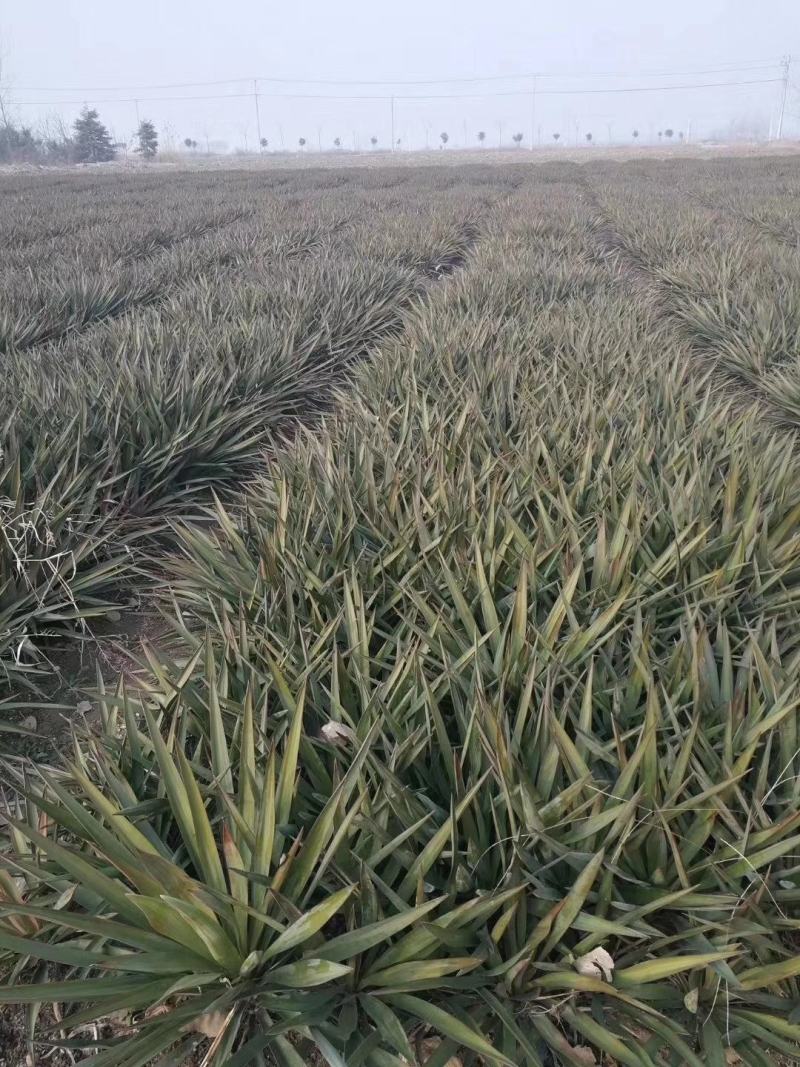 剑麻价格剑麻小苗基地批发价格，工程量量大优惠