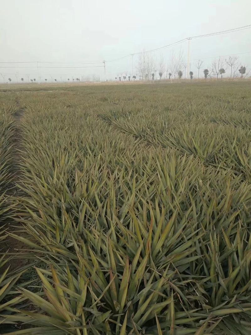 剑麻价格剑麻小苗基地批发价格，工程量量大优惠