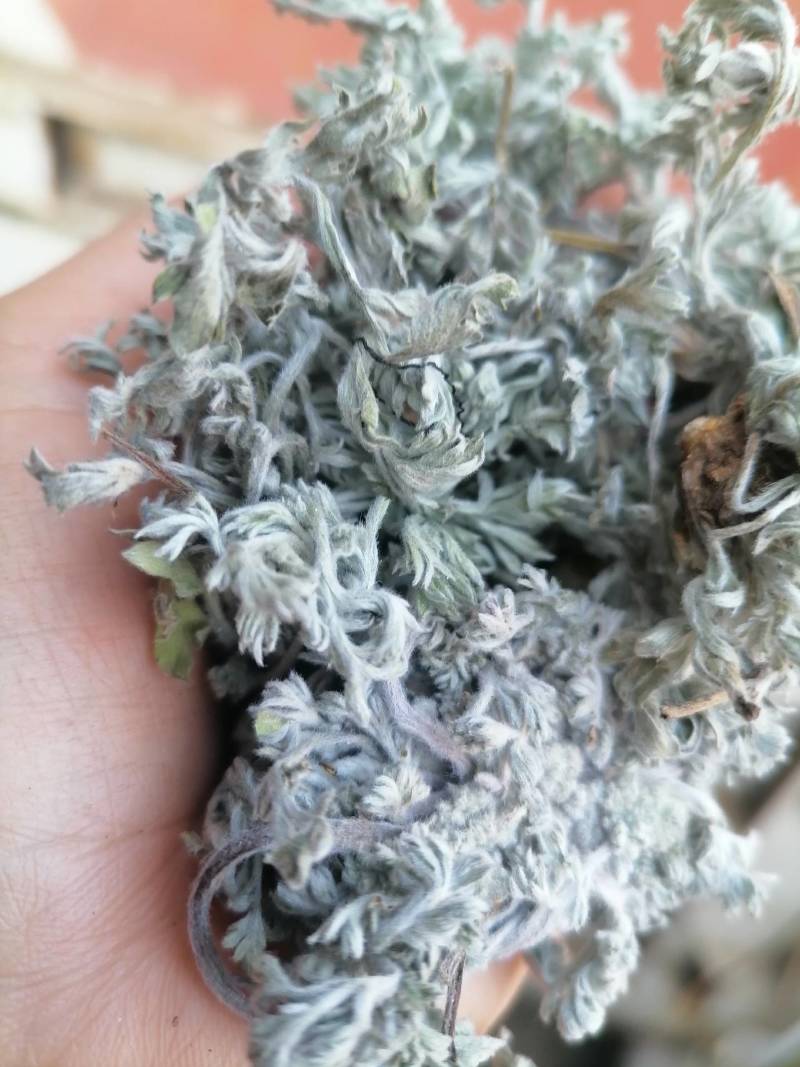 茵陈野生:绵茵陈:批发零售:含量达标一手货源产地直发！