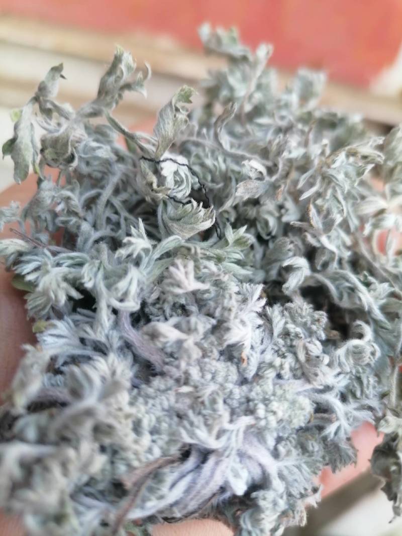 茵陈野生:绵茵陈:批发零售:含量达标一手货源产地直发！