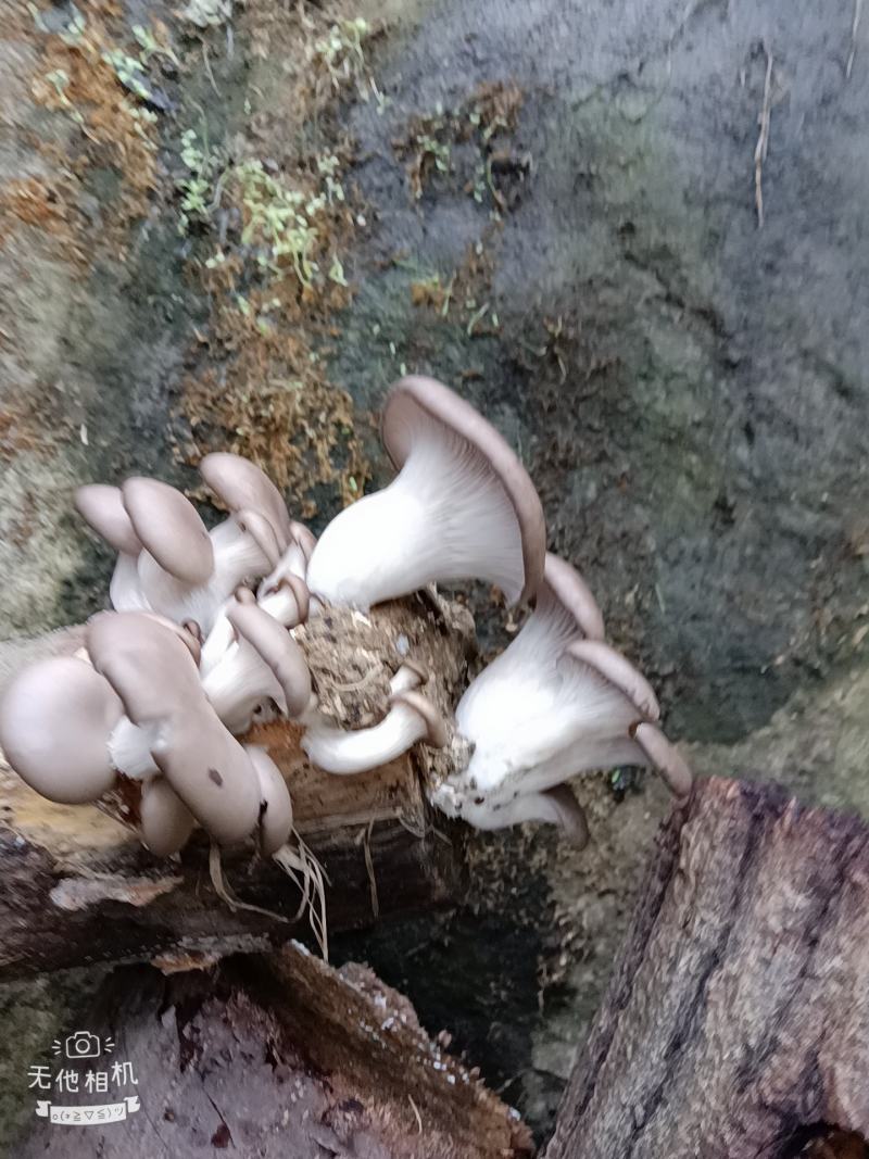 精品外表靓丽，营养素高，核桃菌