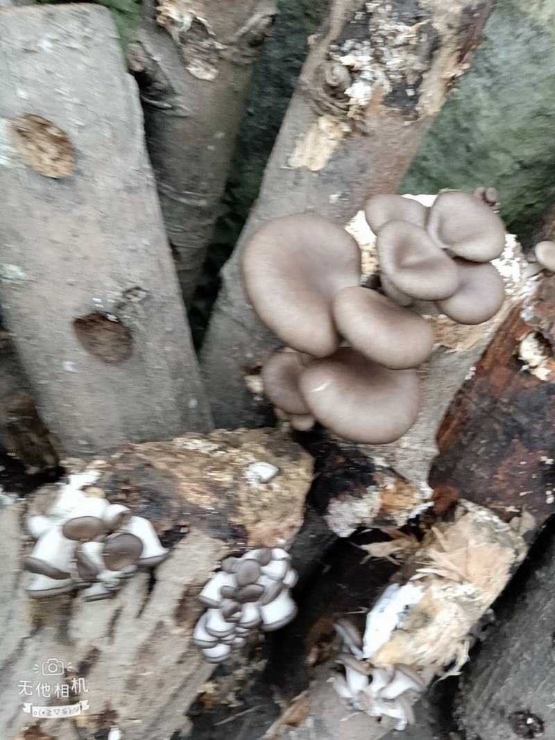 精品外表靓丽，营养素高，核桃菌