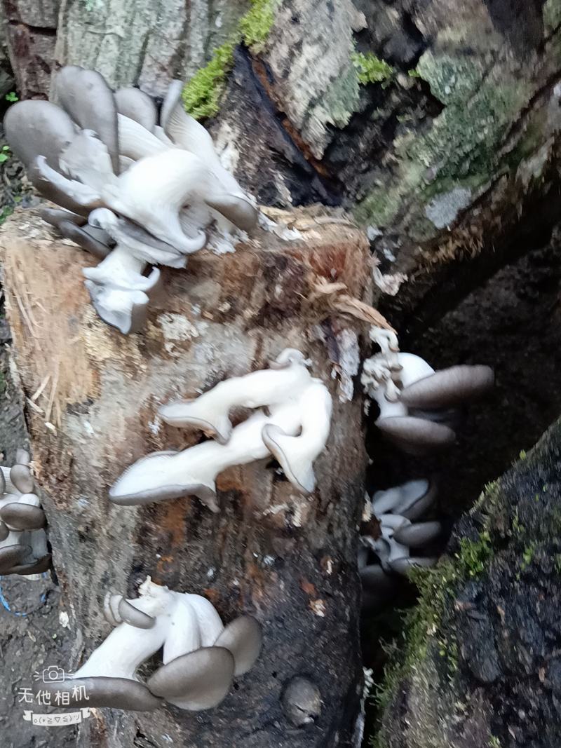 精品外表靓丽，营养素高，核桃菌