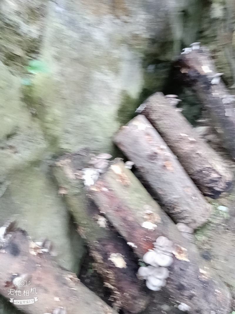 精品外表靓丽，营养素高，核桃菌