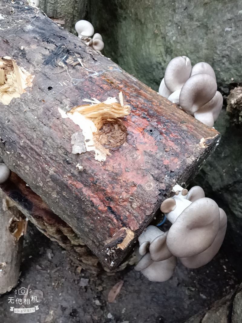 精品外表靓丽，营养素高，核桃菌