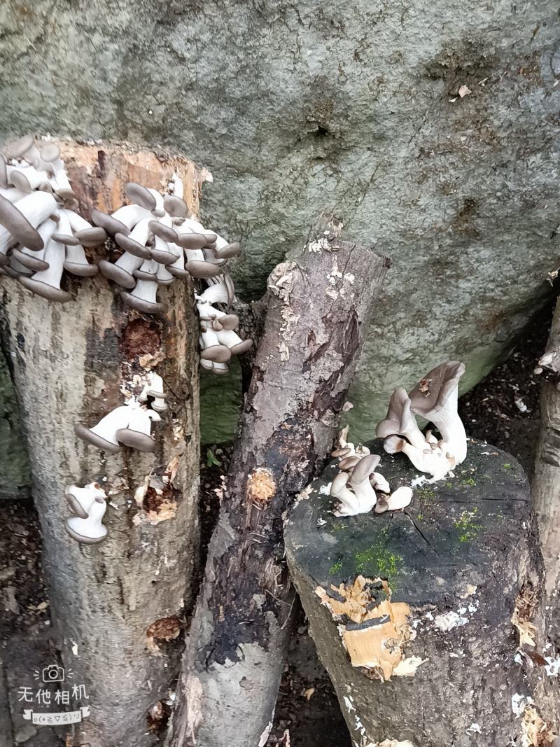 精品外表靓丽，营养素高，核桃菌