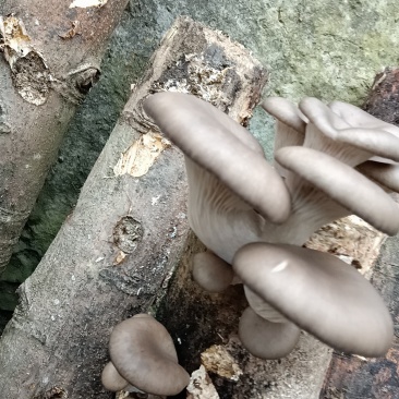 精品外表靓丽，营养素高，核桃菌