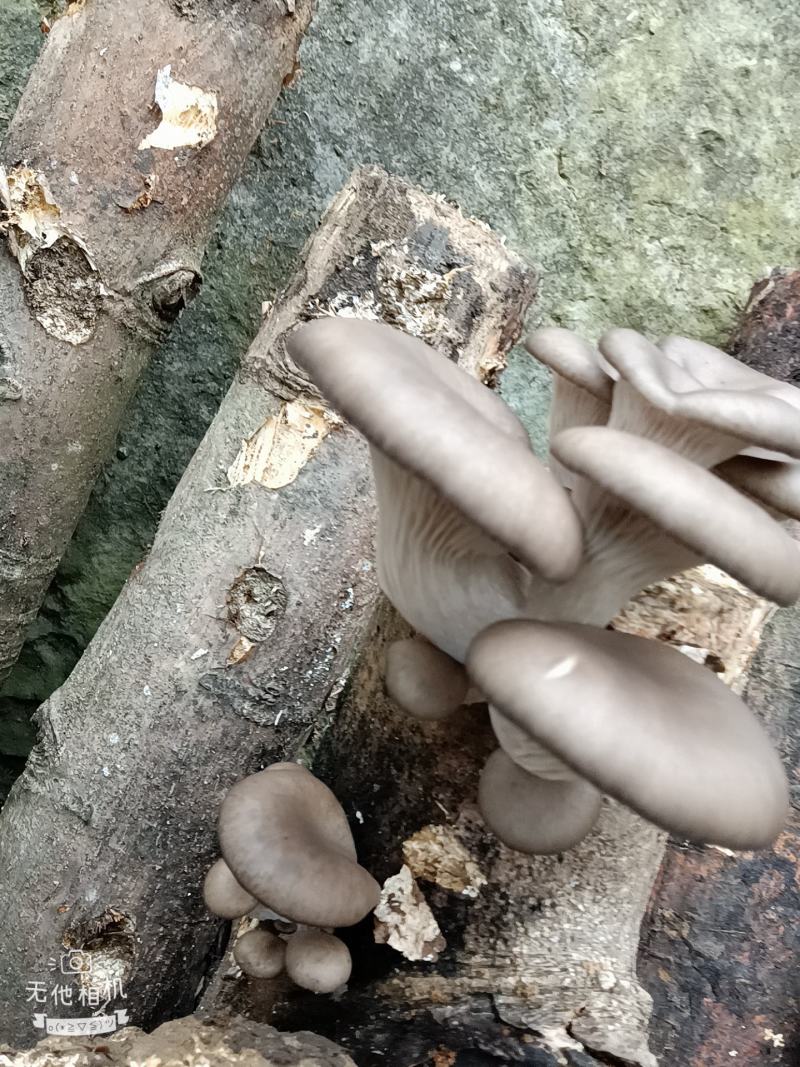 精品外表靓丽，营养素高，核桃菌