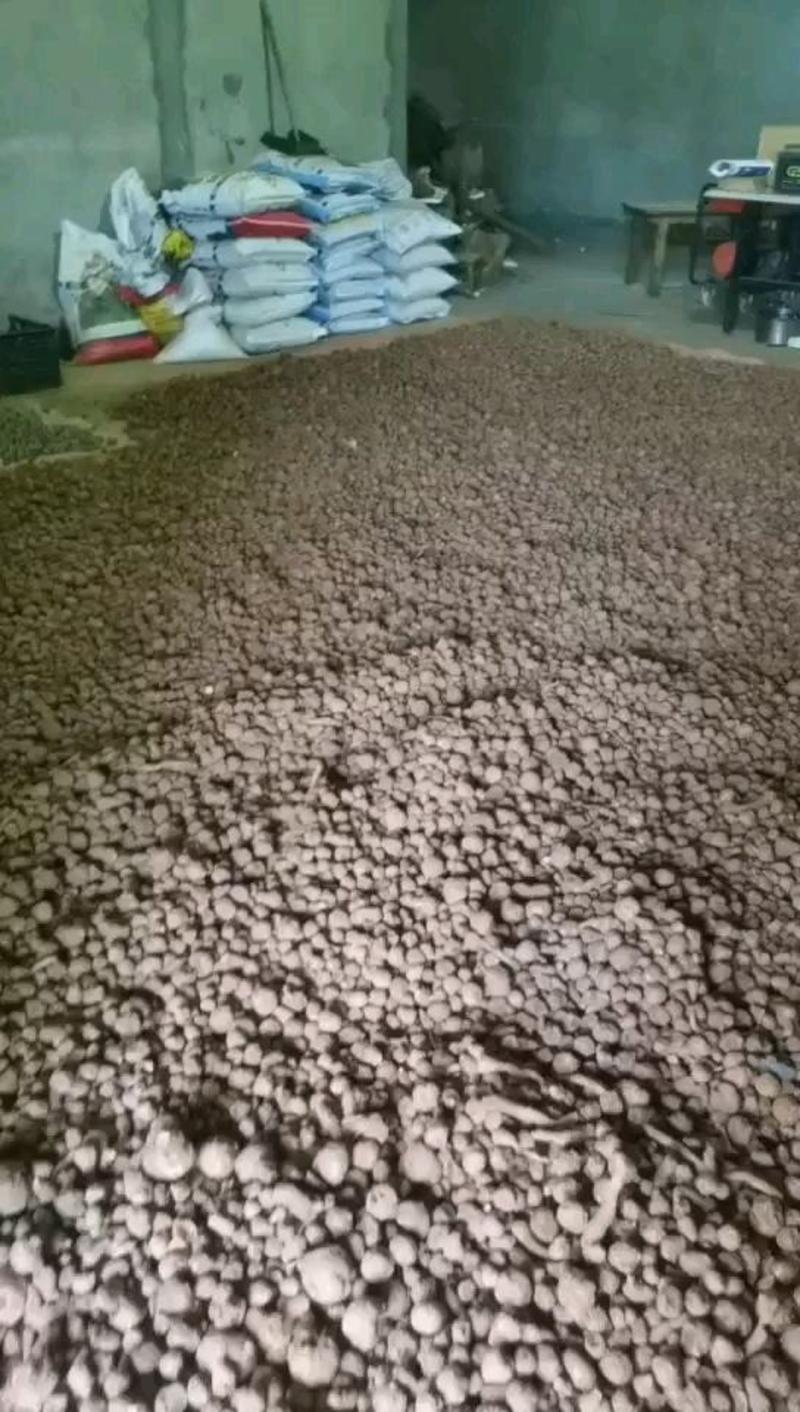 魔芋重庆城口县大巴山有机魔芋，产量大，投资小。收益快，