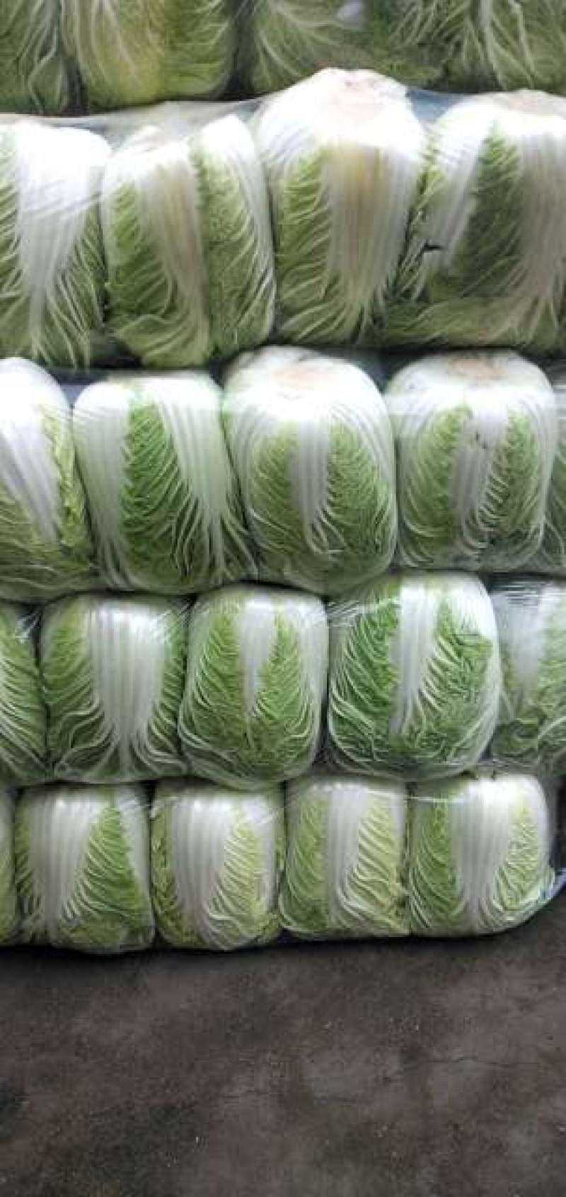 本地矮颗黄心白菜大量供应中