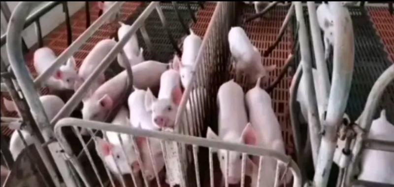 烟台种猪场二元母猪售育肥精品健康小猪苗。批次生产，优质种