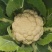 福建漳州大米小米花菜