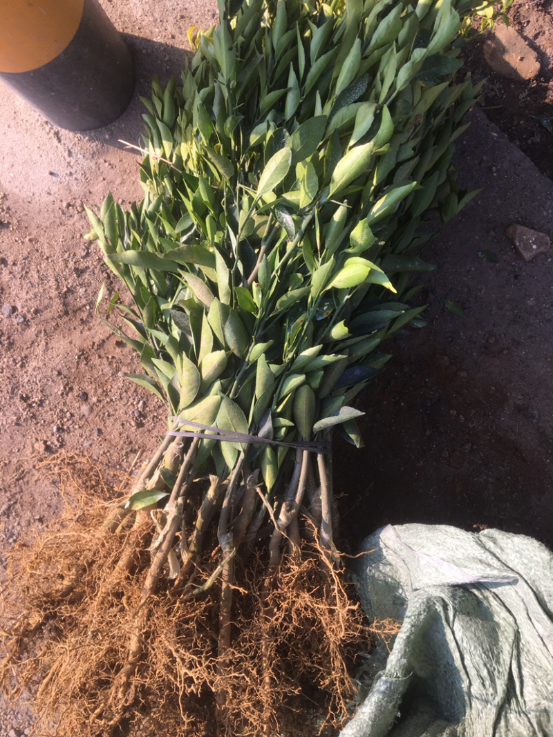 【精品】正宗广东新会柑苗，茶枝柑苗，也称陈皮柑，产地直发！